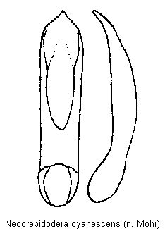 neocrepidodera_cyanescens.gif
