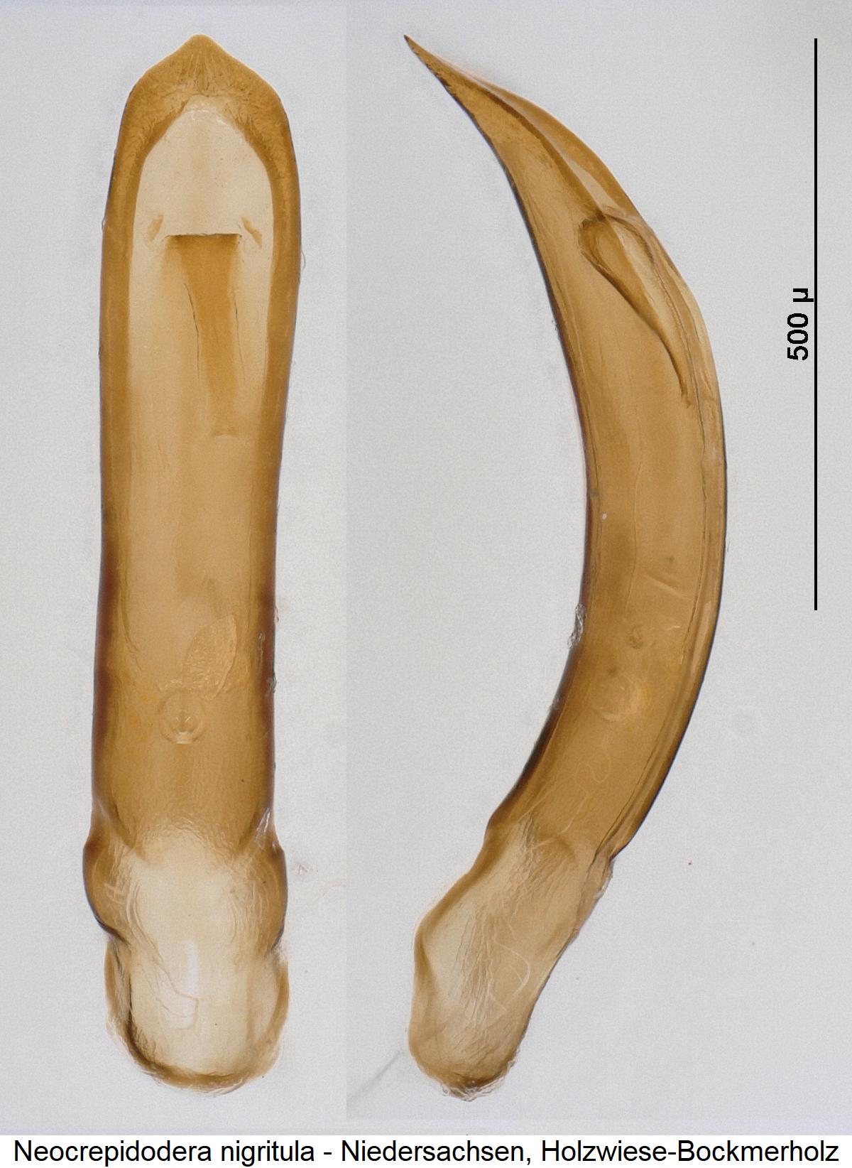 neocrepidodera_nigritula.jpg