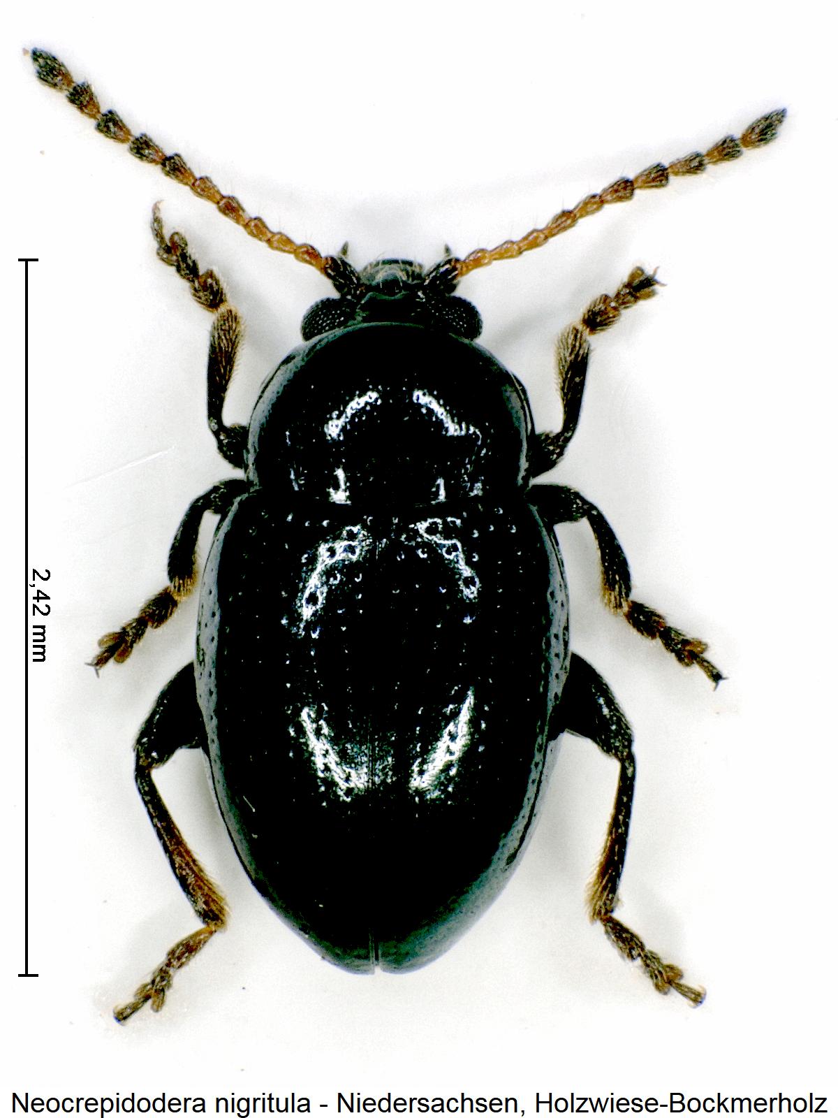 neocrepidodera_nigritula_hab.jpg