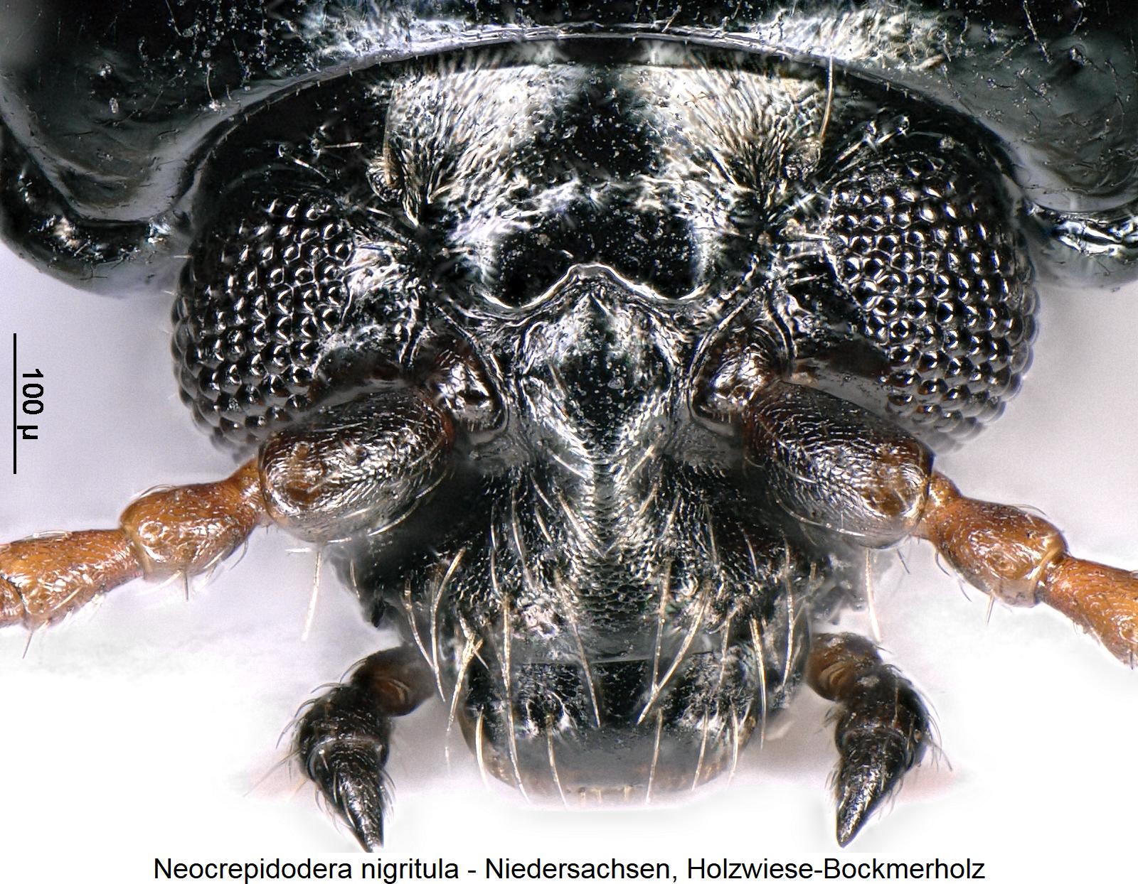neocrepidodera_nigritula_k.jpg