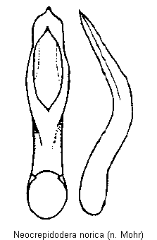 neocrepidodera_norica.gif