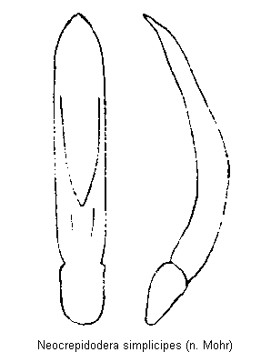 neocrepidodera_simplicipes.gif