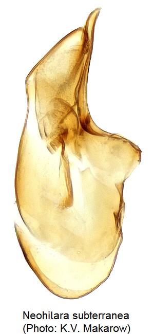 neohilara_subterranea.jpg