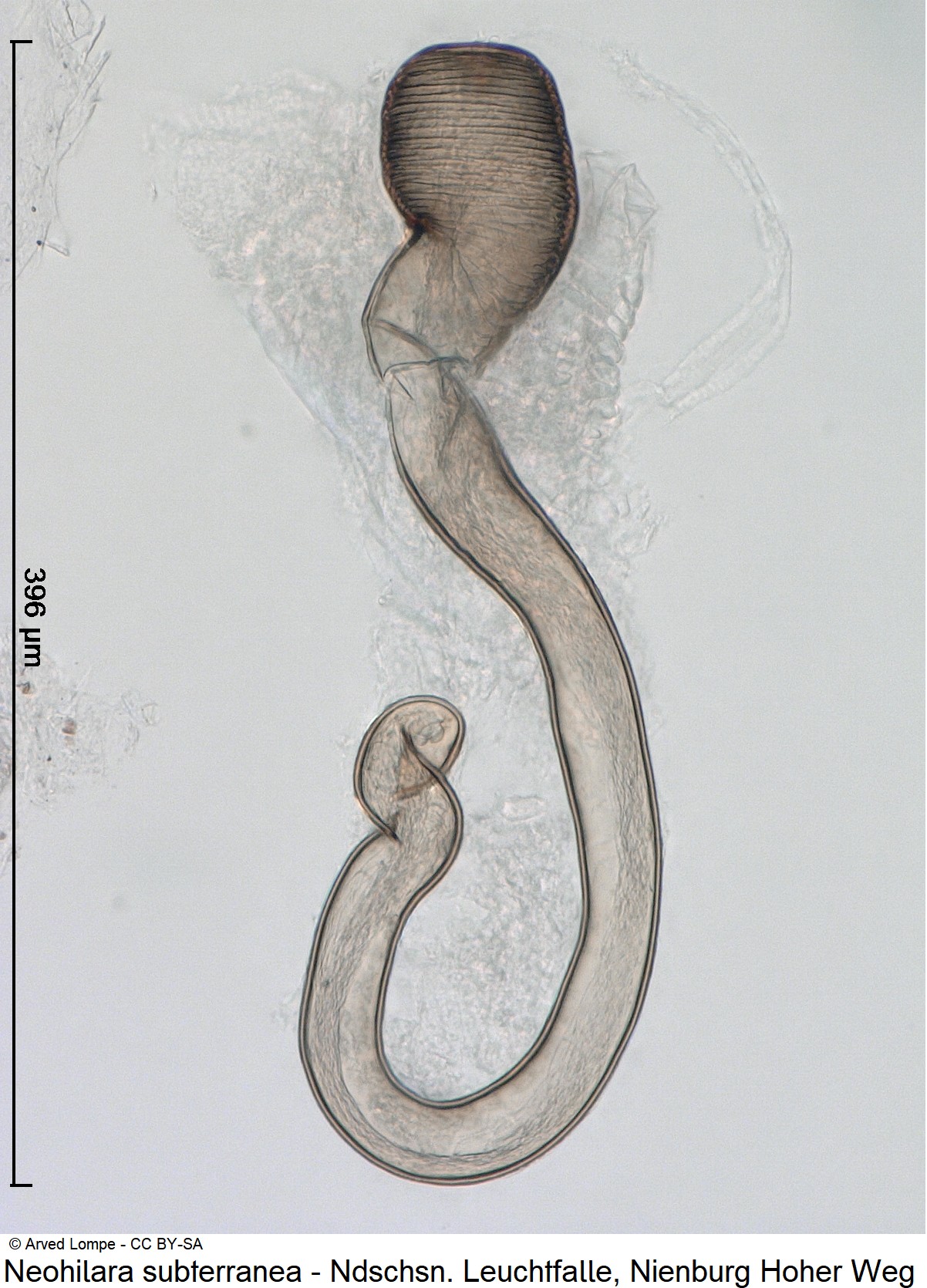 neohilara_subterranea_ck38180130_sperm.jpg