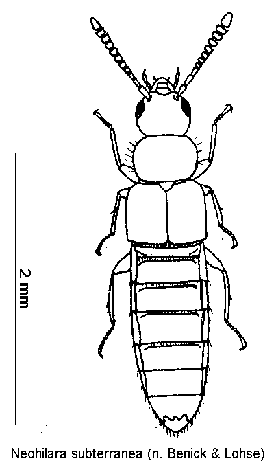 neohilara_subterranea_hab.gif
