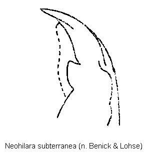 neohilara_subterranea_mand.gif