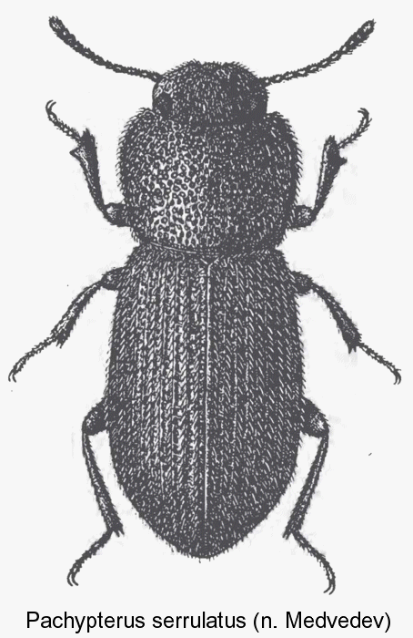 neopachypterus_serrulatus.gif