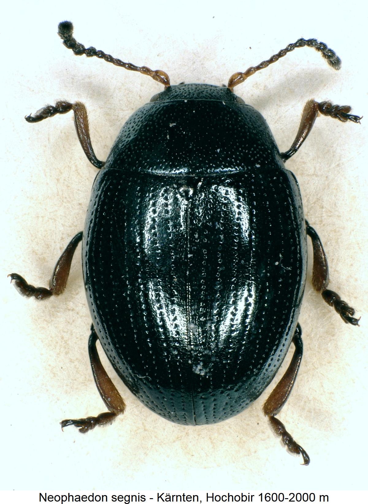 neophaedon_segnis_hab.jpg