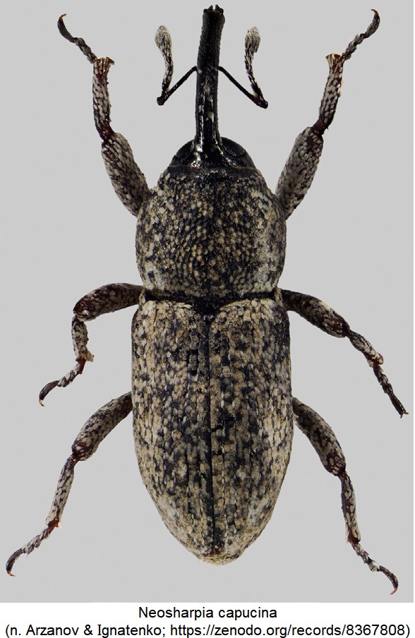 neosharpia_capucina_hab.jpg