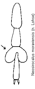 neosirocalus_moraviensis_tr.gif