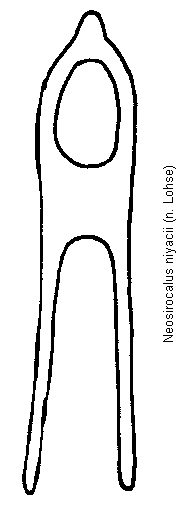 neosirocalus_niyacii.gif
