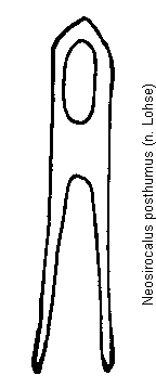 neosirocalus_posthumus.gif