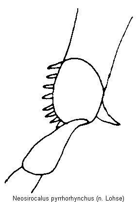 neosirocalus_pyrrhorhynchus_mschn.gif