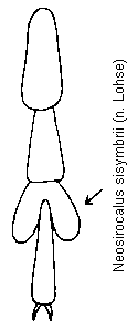 neosirocalus_sisymbrii_tr.gif