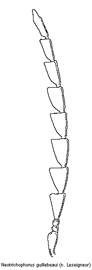 neotrichophorus_guillebeaui_f.gif