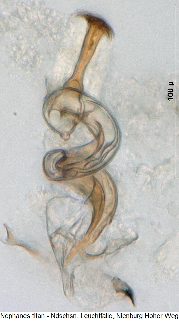 nephanes_titan_sperm.jpg
