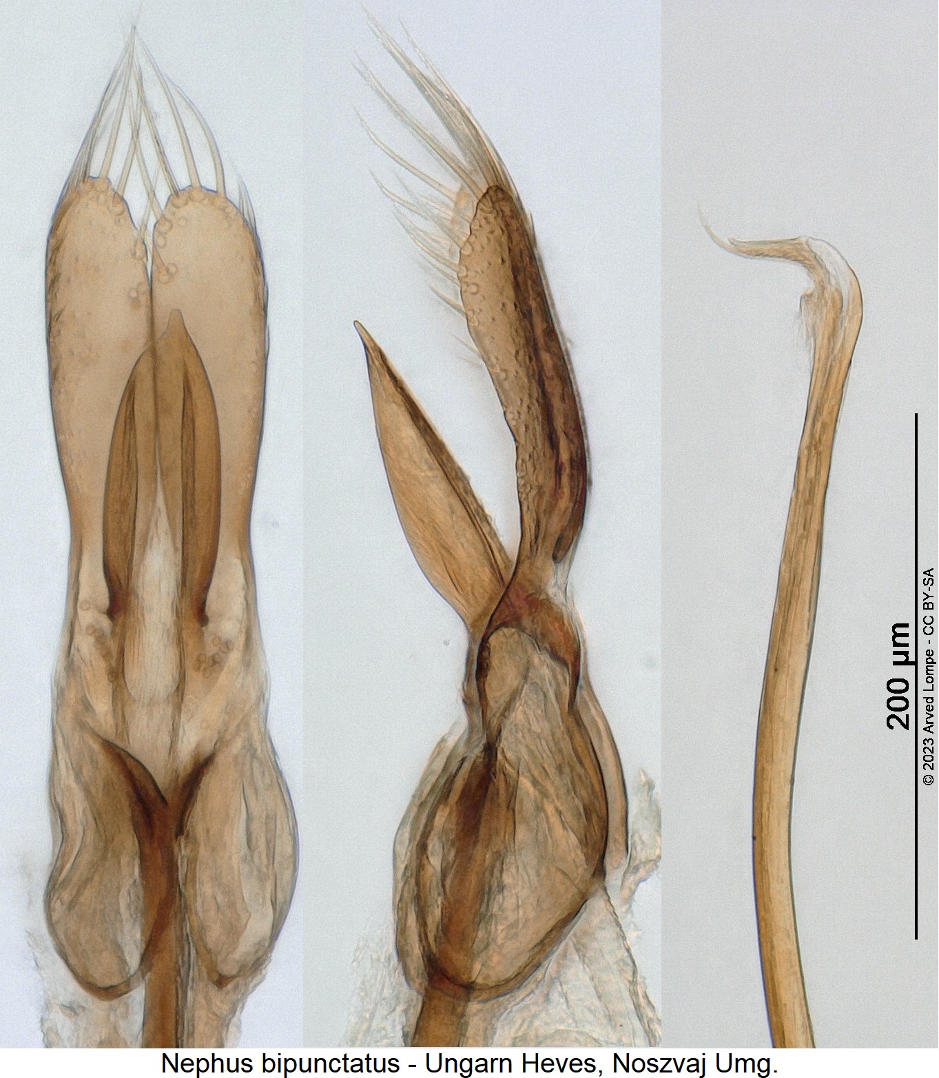 nephus_bipunctatus.jpg
