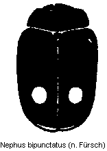 nephus_bipunctatus_hab.gif