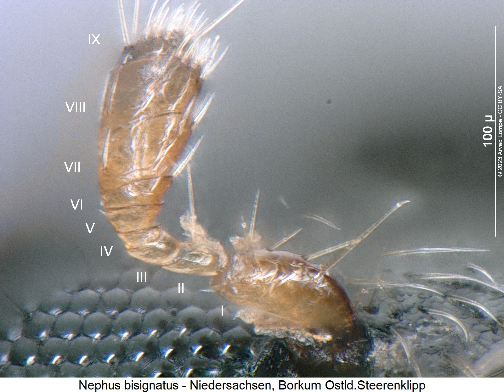 nephus_bisignatus_f.jpg