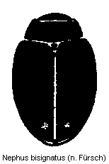nephus_bisignatus_hab.gif