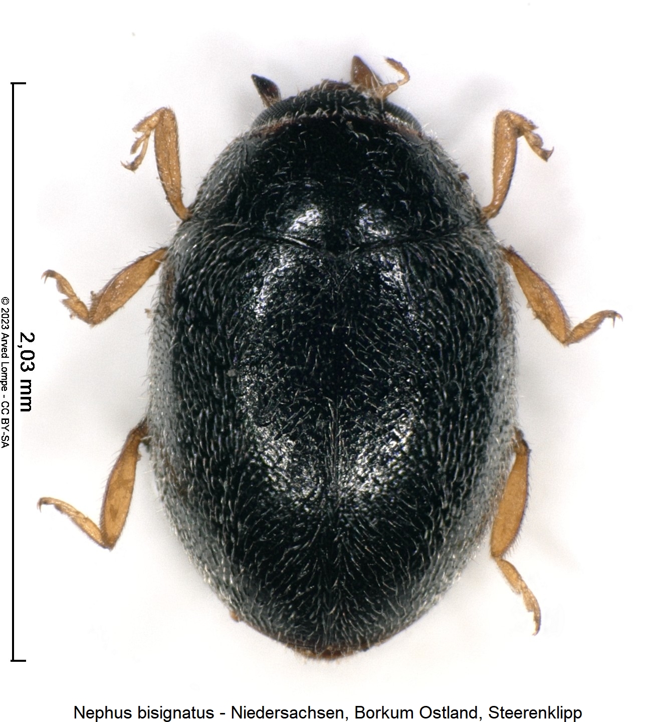 nephus_bisignatus_hab.jpg