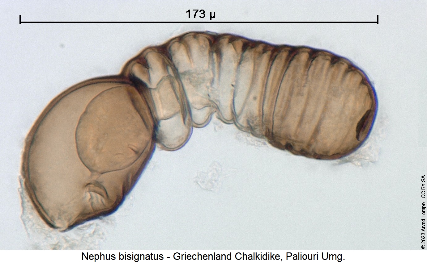 nephus_bisignatus_sperm.jpg