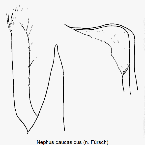 nephus_caucasicus.gif