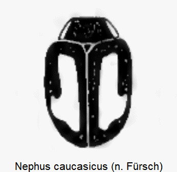 nephus_caucasicus_hab.gif