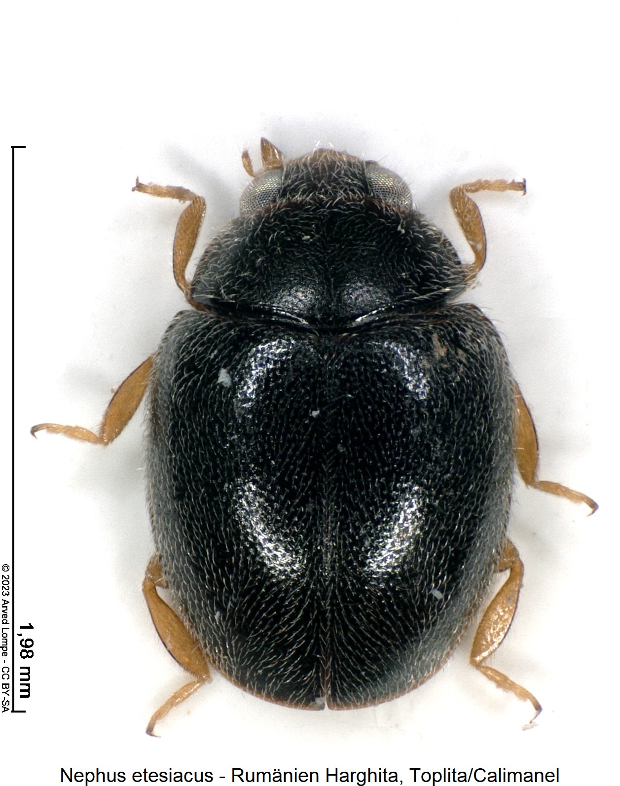 nephus_etesiacus_hab1.jpg