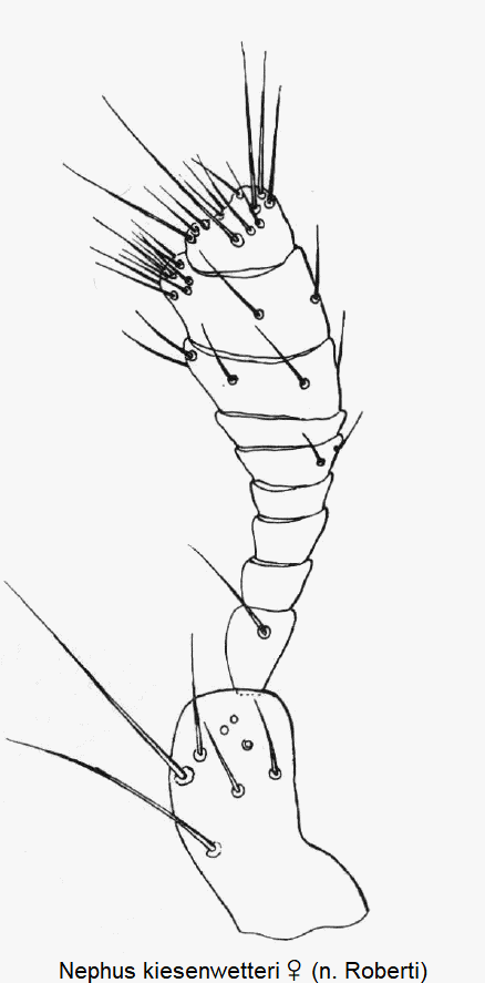 nephus_kiesenwetteri_w_f.gif