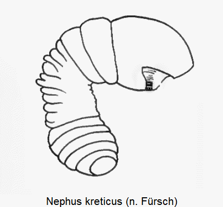 nephus_kreticus_sperm.gif