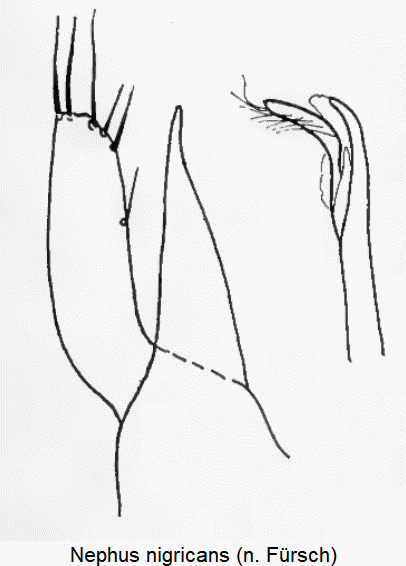 nephus_nigricans.gif