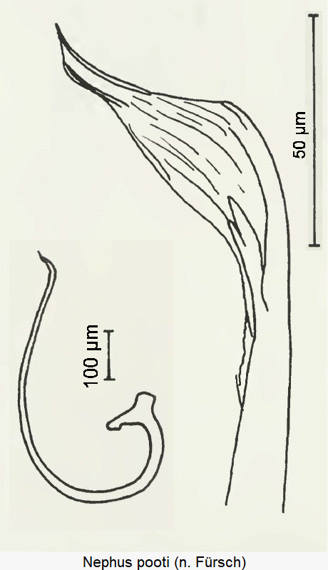 nephus_pooti_sipho.gif