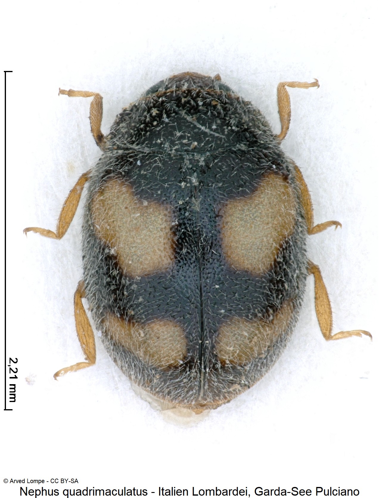 nephus_quadrimaculatus_ck37285927_hab.jpg