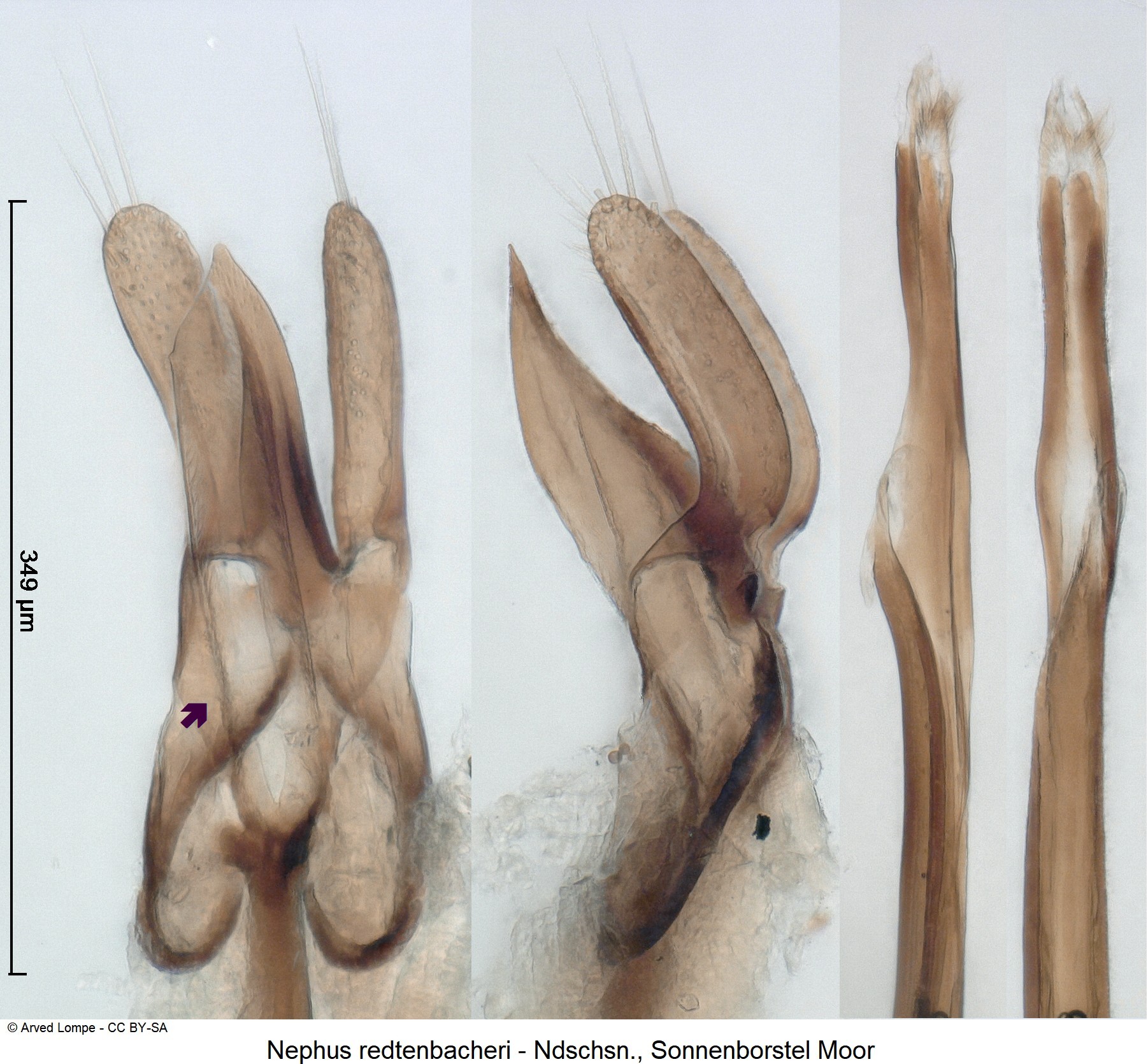 nephus_redtenbacheri_ck9005-1.jpg
