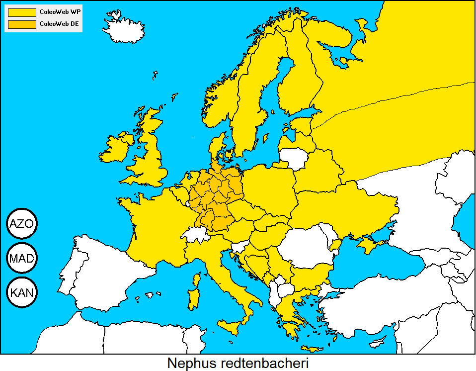 nephus_redtenbacheri_dis.gif