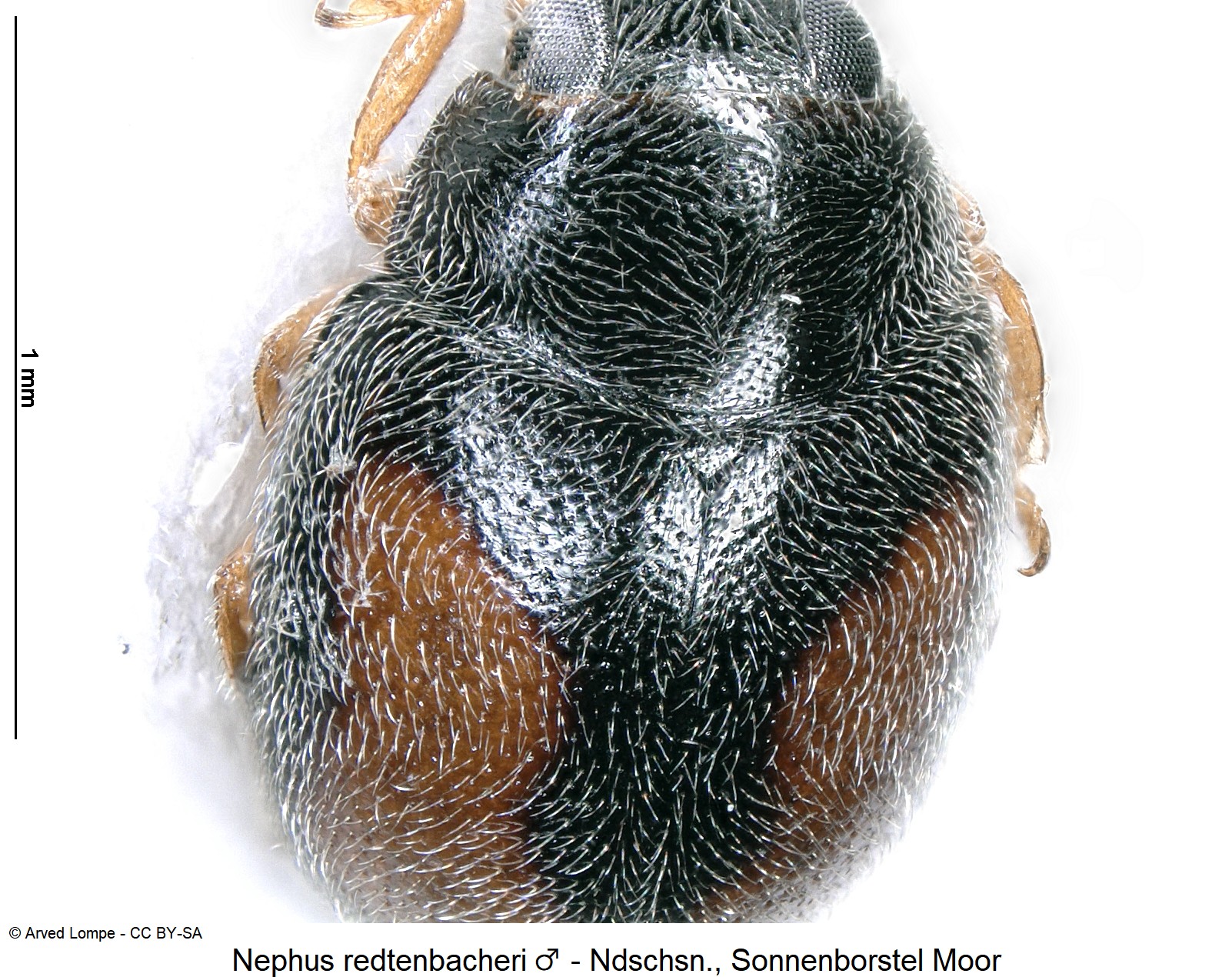 nephus_redtenbacheri_m_ck9005_hum.jpg