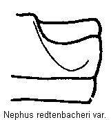 nephus_redtenbacheri_us2.gif