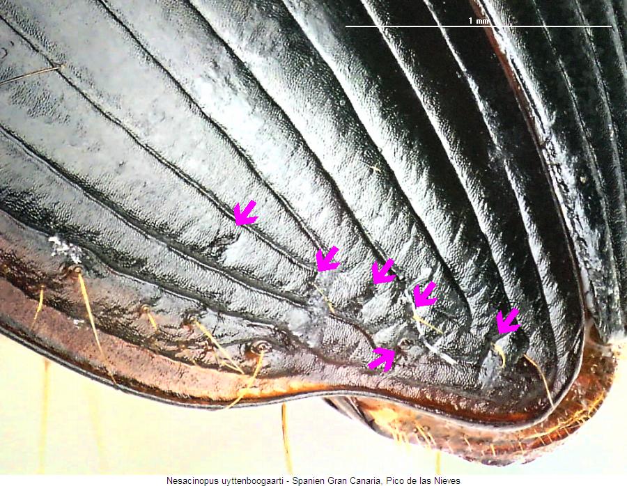 nesacinopus_uyttenboogaarti_fld.jpg