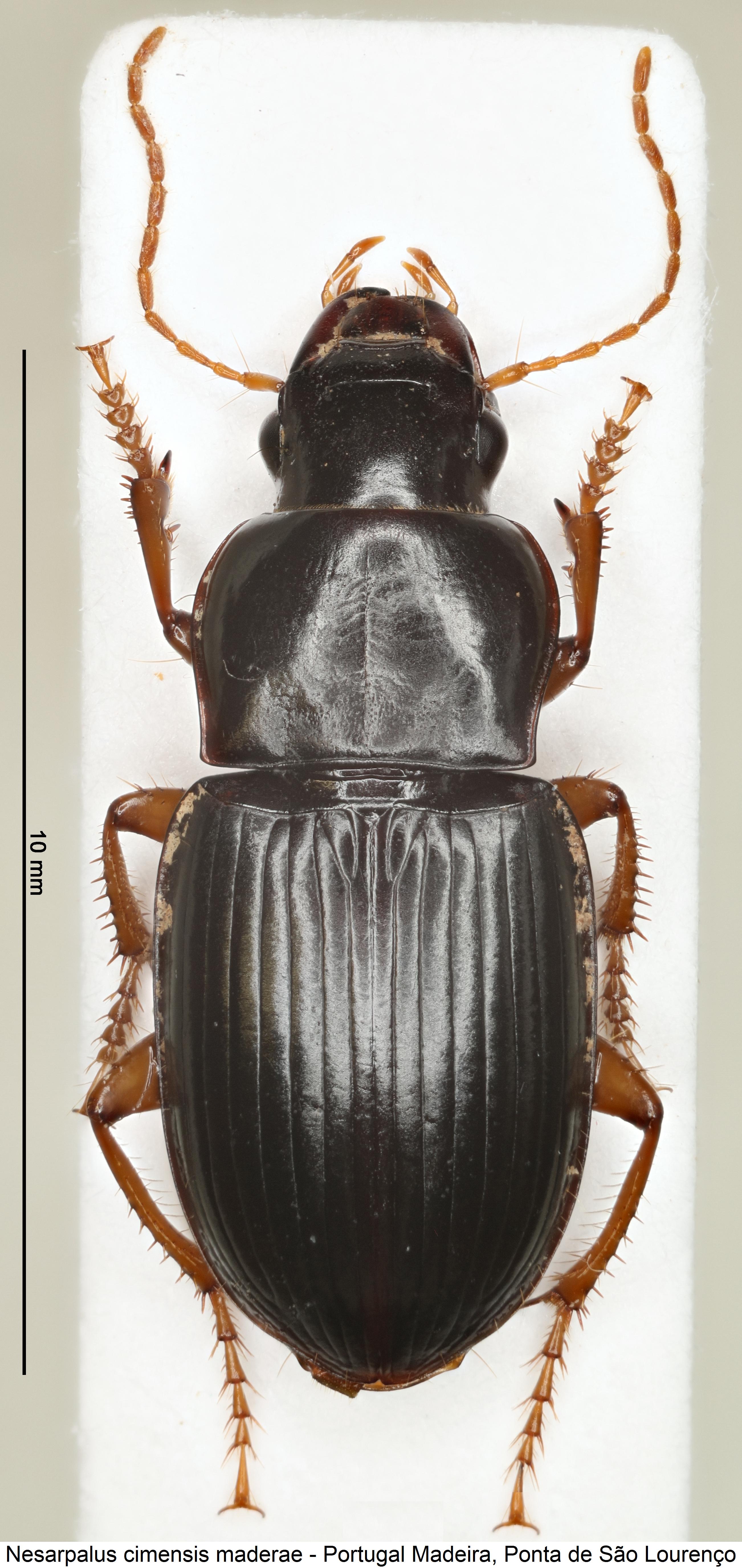 nesarpalus_maderae_hab.jpg