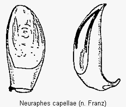 neuraphes_capellae.gif