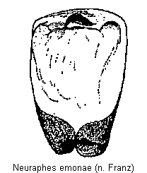 neuraphes_emonae.gif