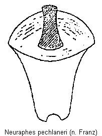 neuraphes_pechlaneri.gif