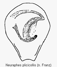 neuraphes_plicicollis.gif