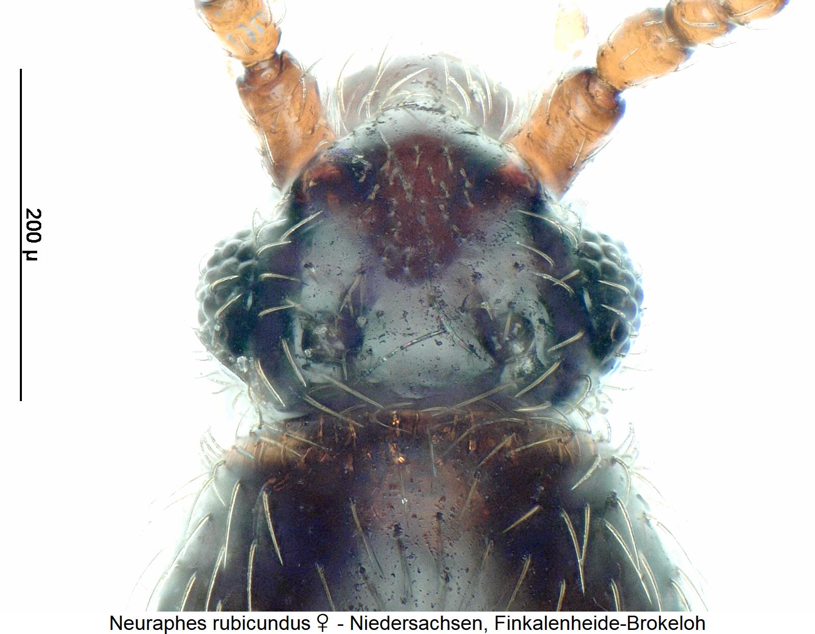 neuraphes_rubicundus_w_k.jpg