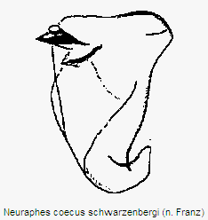 neuraphes_schwarzenbergi.gif
