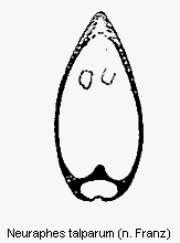 neuraphes_talparum.gif