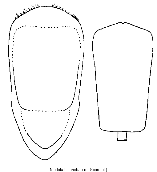 nitidula_bipunctata.gif