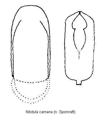 nitidula_carnaria.gif