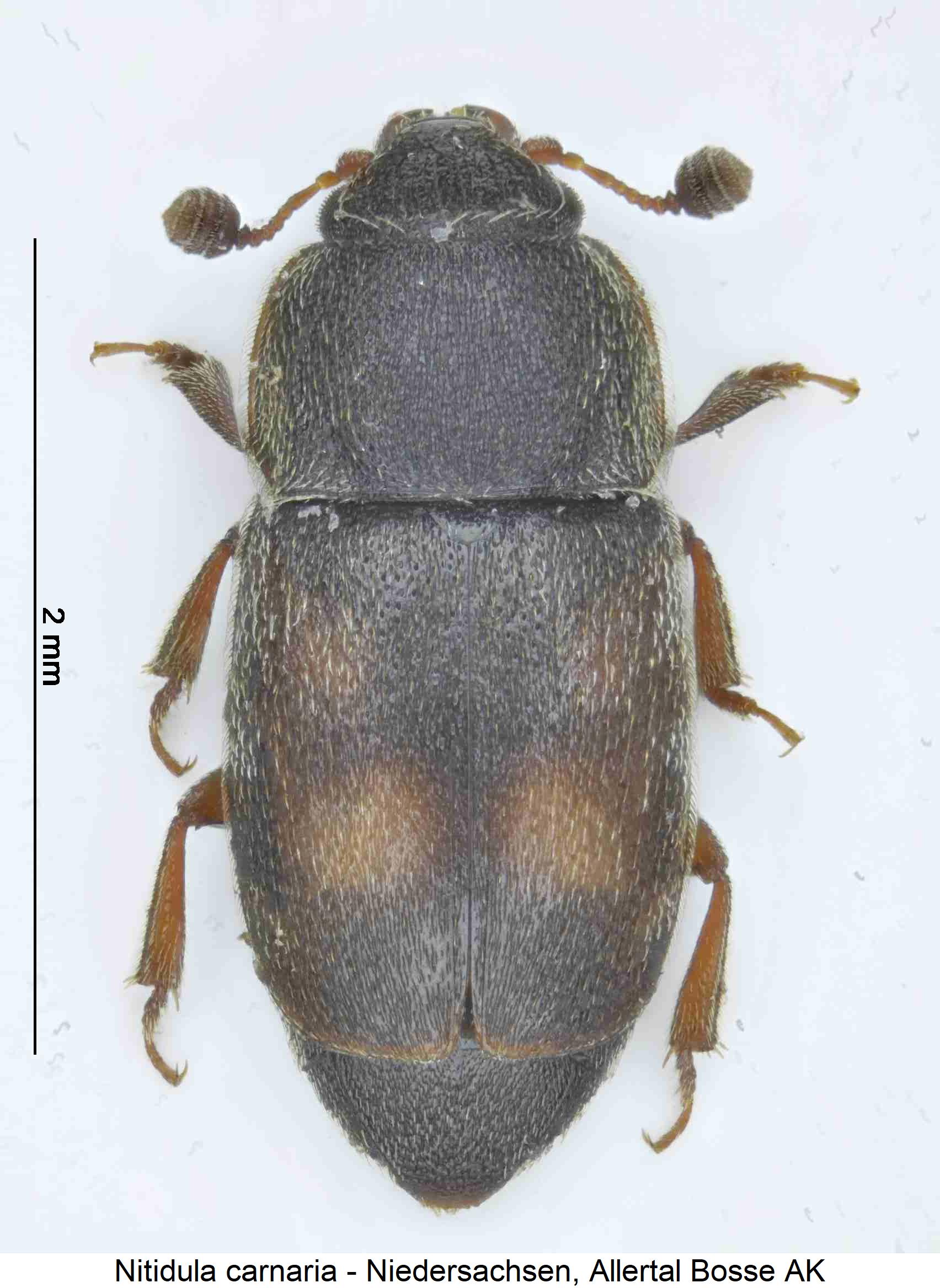 nitidula_carnaria_hab.jpg